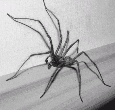 Spider.gif