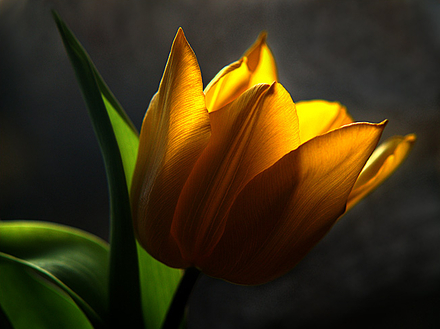 The-Most-Beautiful-Flower.jpg