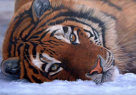 Tiger-in-the-Snow.gif