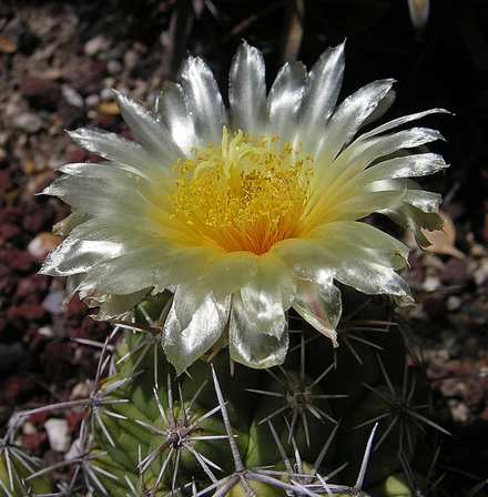 Transparent-Flower.jpg