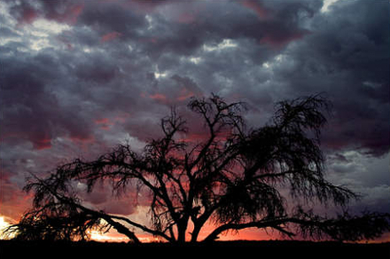 Tree-and-Clouds.jpg