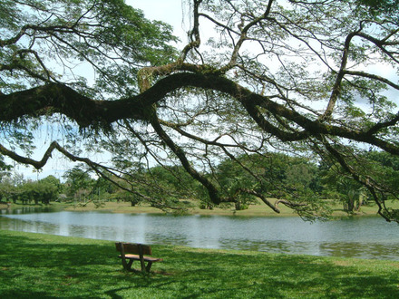 Tree-and-Lake.jpg