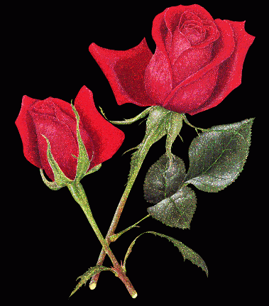 Two-Roses-with-Glitter.gif