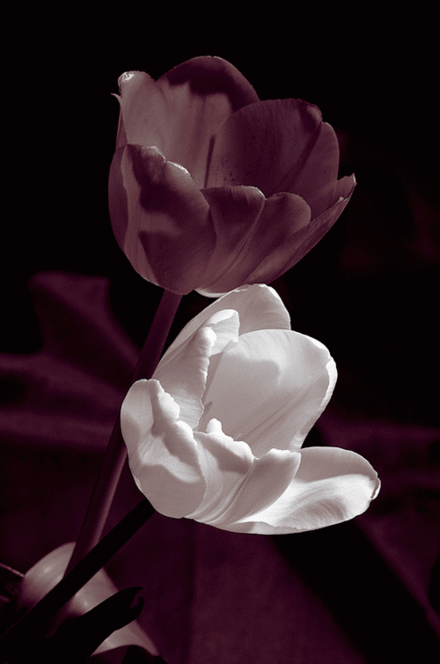 Violet-Flower-and-White-Flower.gif
