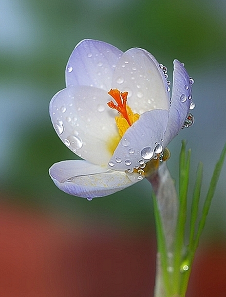 Wet-Flower.jpg