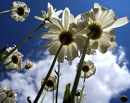 White-Flowers-in-the-Clouds.jpg