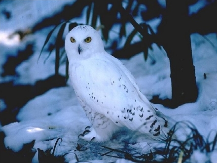White-Owl.jpg