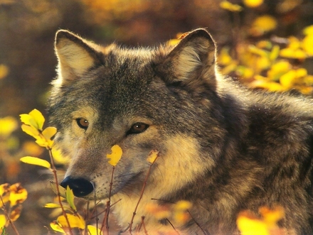 Wolf-in-the-Woods.jpg