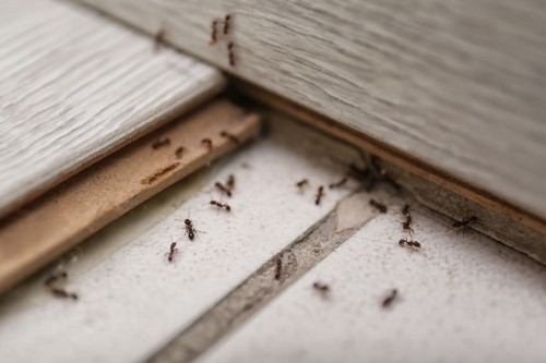 professional-pest-control-cleveland.jpg