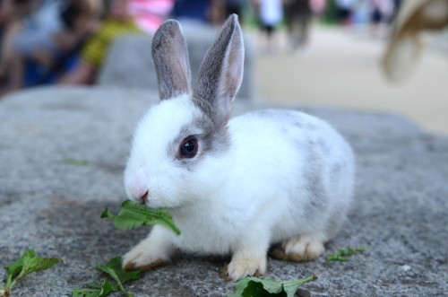 rabbitscareguides.blogspot.com