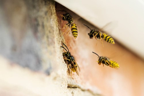 Do you need assistance getting rid of all the bugs in your home Tri State Termite Pest Control offers pest control services that are safe, effective, and ecologically responsible Contact us right away to learn more.For more detailed information about professional pest control greenville visit here https://www.tristatetermite.com/