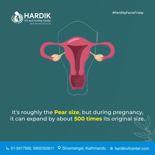 uterus expand in pregnancy time