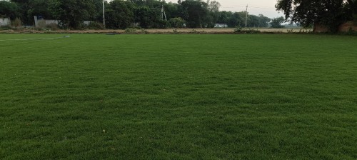 Korean-Grass-12.jpg