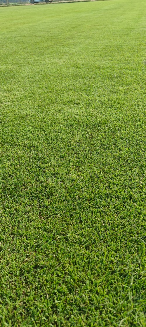 Korean-Grass.jpg