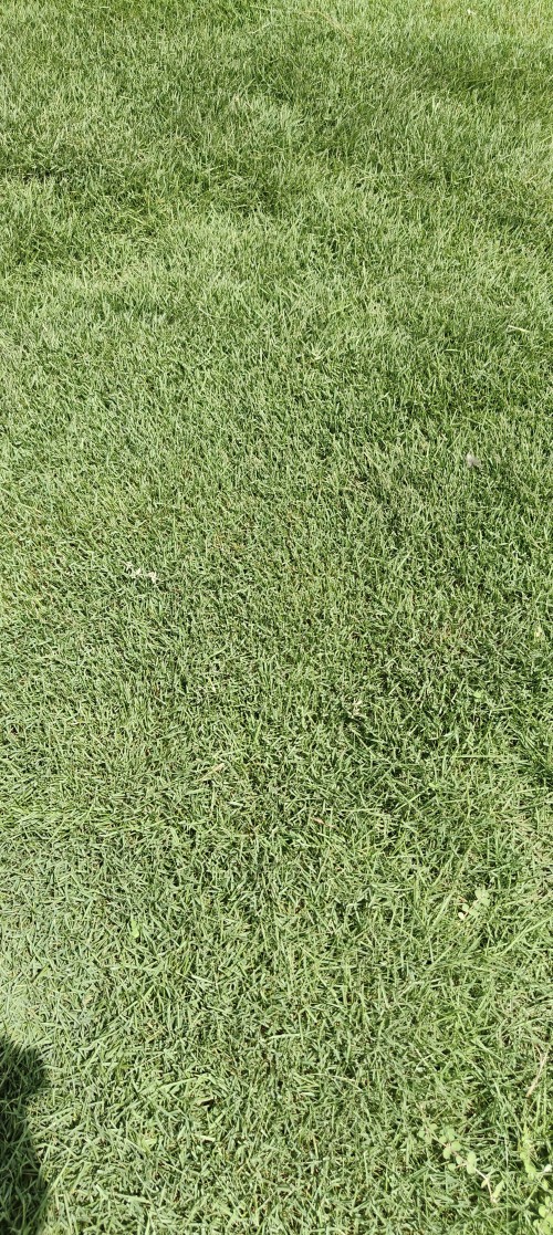 Maxican-Grass-1.jpg
