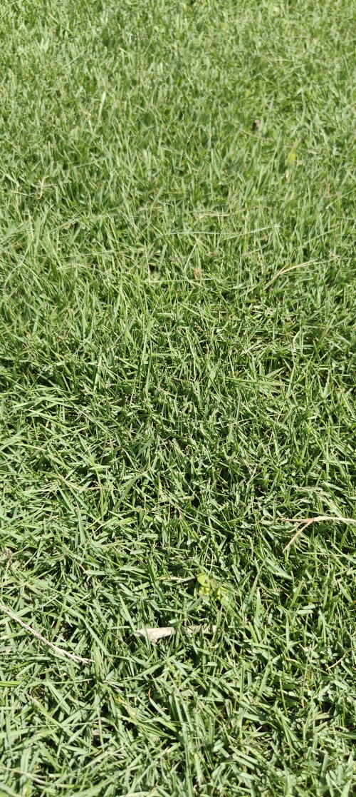 Maxican-Grass-2.jpg