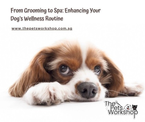 Dog-Grooming-and-Dog-Spa-in-Singapore.jpg