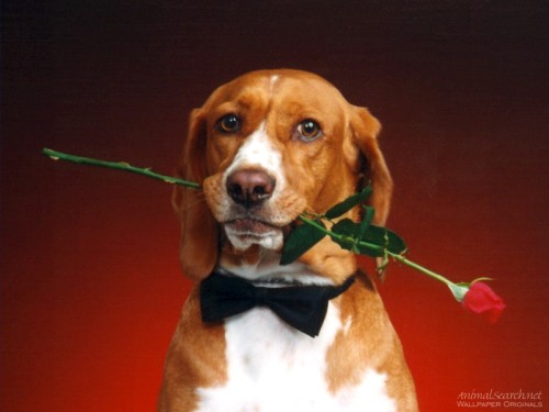 800-dog15---Copy.jpg