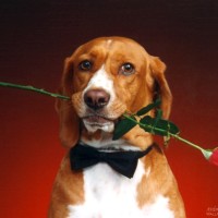 800-dog15---Copy