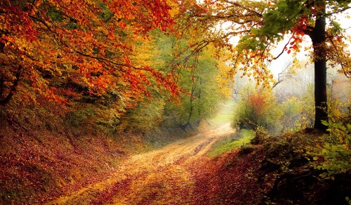 landscape-tree-nature-forest-light-plant-839463-pxhere.com.jpg