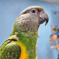 Cape-parrot.png