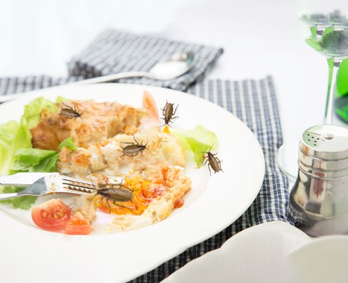 Cockroach-food2-1.jpg
