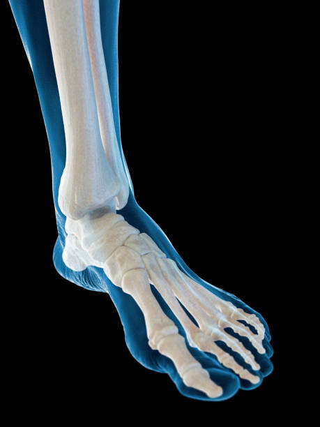 Articular-Cartilage-Injuries.jpg