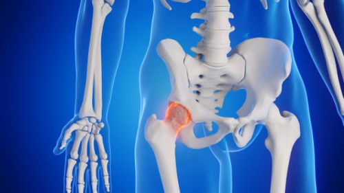 Hip-Anatomy.jpg