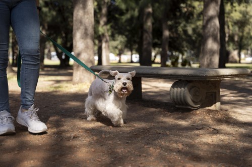 Dog-Training-Service-in-Bangalore.jpg