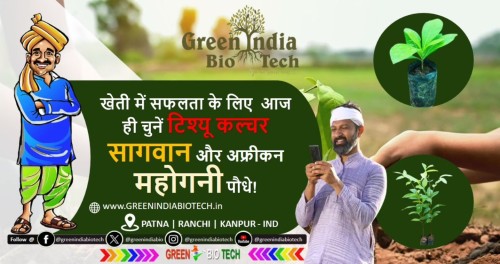 Best-Sagwan-and-African-Mahogany-Nursery-in-Patna-Ranchi-Kanpur.jpg