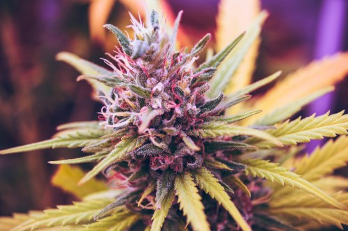 THCa-Flower-2048x1365-1.jpg