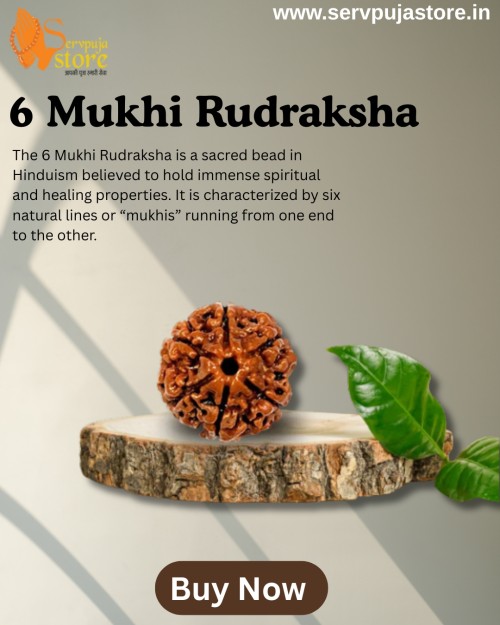 6-Mukhi-Rudraksha.jpg