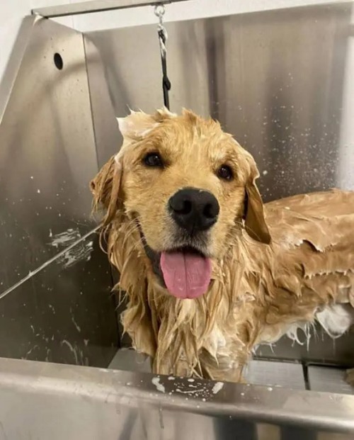 Best-Dog-Groomers-in-Riverview1.jpg