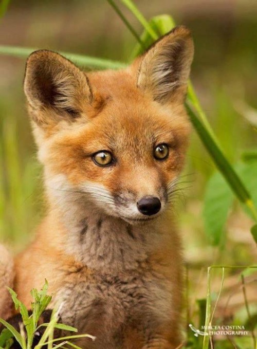 -fox.jpg