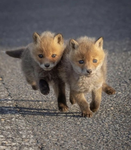foxes_club_osax_co.jpg