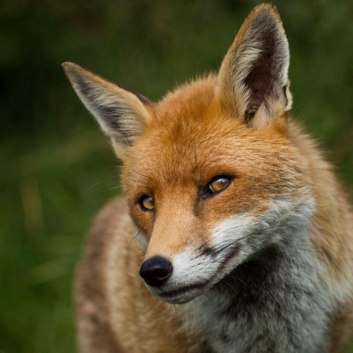 helenhooker_-kelbyone-for-me-its-got-to-be-this-foxy-portrait-I-shot-in-July-K12014.jpg